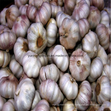 Chinese New Crop Normal White Garlic, Red Garlic